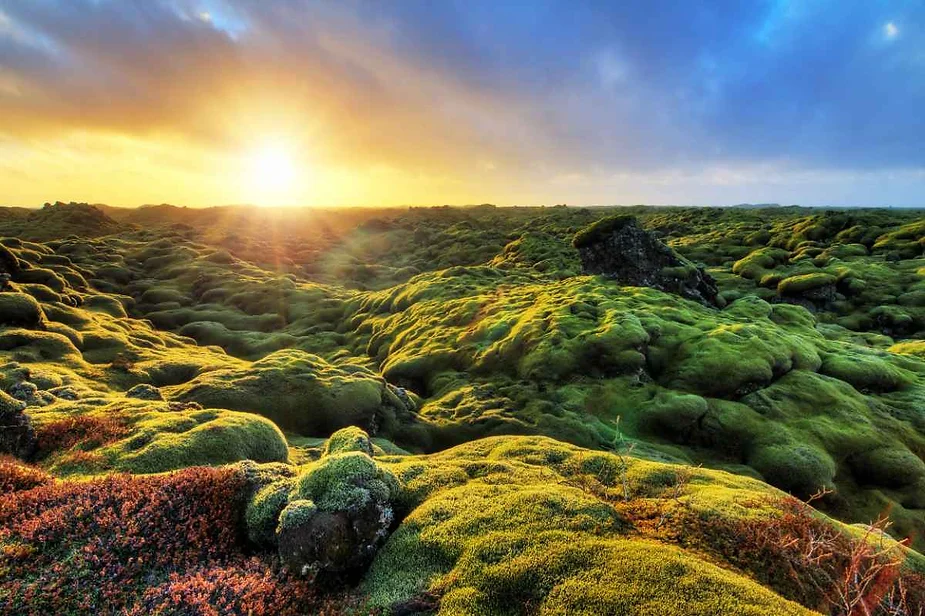 A stunning sunrise illuminates a vast expanse of moss-covered lava fields in Iceland. The sun, just above the horizon, casts a golden glow across the lush, green landscape, highlighting the texture and undulating contours of the moss. The sky above is a mix of warm and cool tones, with a hint of blue and orange. This serene and otherworldly scene captures the unique beauty of Iceland's natural environment