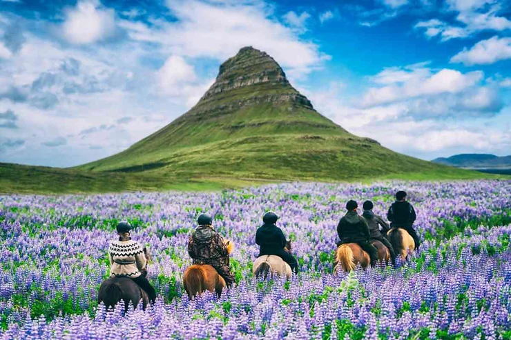 Group of people horseback riding through a field of purple flowers with Kirkjufell mountain in the background, experiencing the natural beauty of Iceland.