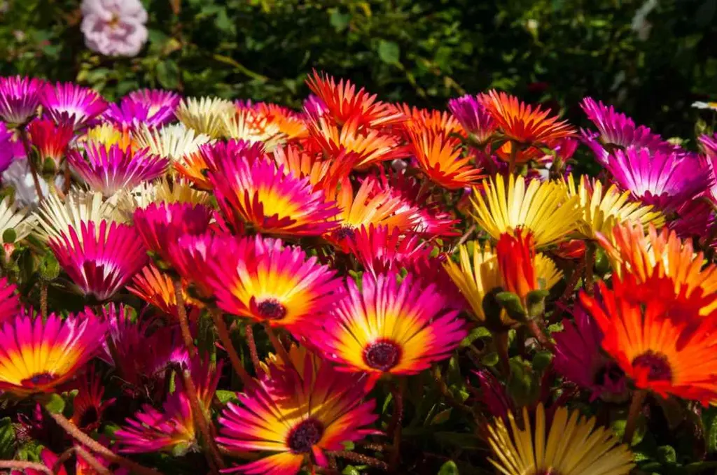 A vibrant display of colorful flowers at the Akureyri Botanical Gardens in Iceland, creating a stunning visual contrast against lush greenery.