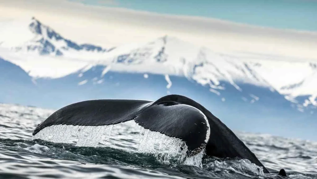 A majestic whale's tail rises above the water's surface near Akureyri, Iceland, with snow-capped mountains in the background.