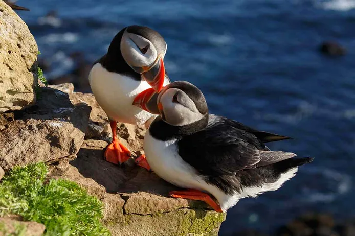 Couple of Icelandic puffin birds on the edge of a cliff