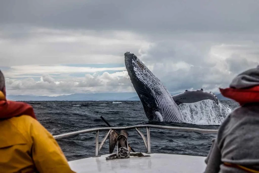 A thrilling scene of whale watching in Iceland, captured from the perspective of a boat. In the foreground, passengers in yellow and gray jackets watch as a massive humpback whale breaches the surface of the choppy ocean waters. The whale's body is half out of the water, showcasing its white belly and flippers against a backdrop of cloudy skies and distant mountains. The image conveys the excitement and awe of witnessing these magnificent creatures up close in their natural habitat.