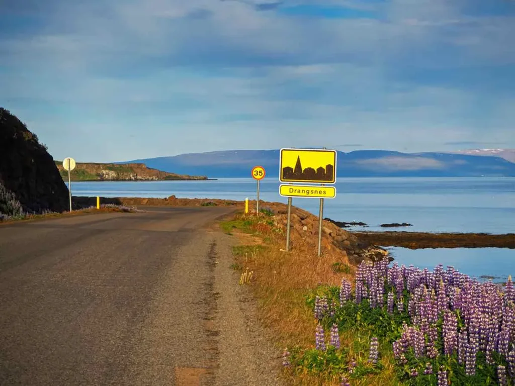 A serene road winding along the coast towards the small town of Drangsnes in Iceland. The road is flanked by vibrant purple lupine flowers on one side and the calm blue waters of the sea on the other.