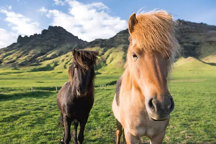 Couple of horses for Horseback Riding in November