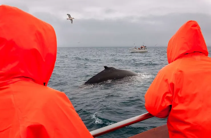 Two tourists in bright orange raincoats observe a whale surfacing near their boat during a whale watching tour in Iceland, with a seagull flying overhead and another boat in the distance.