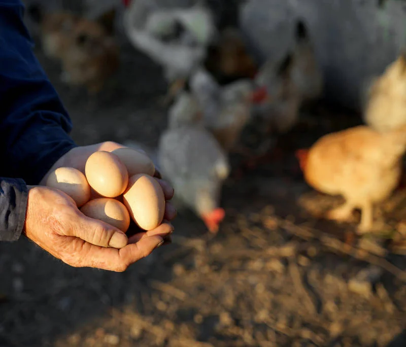 A close-up of a farmer's hands holding freshly laid eggs, with chickens pecking in the background on a farm.