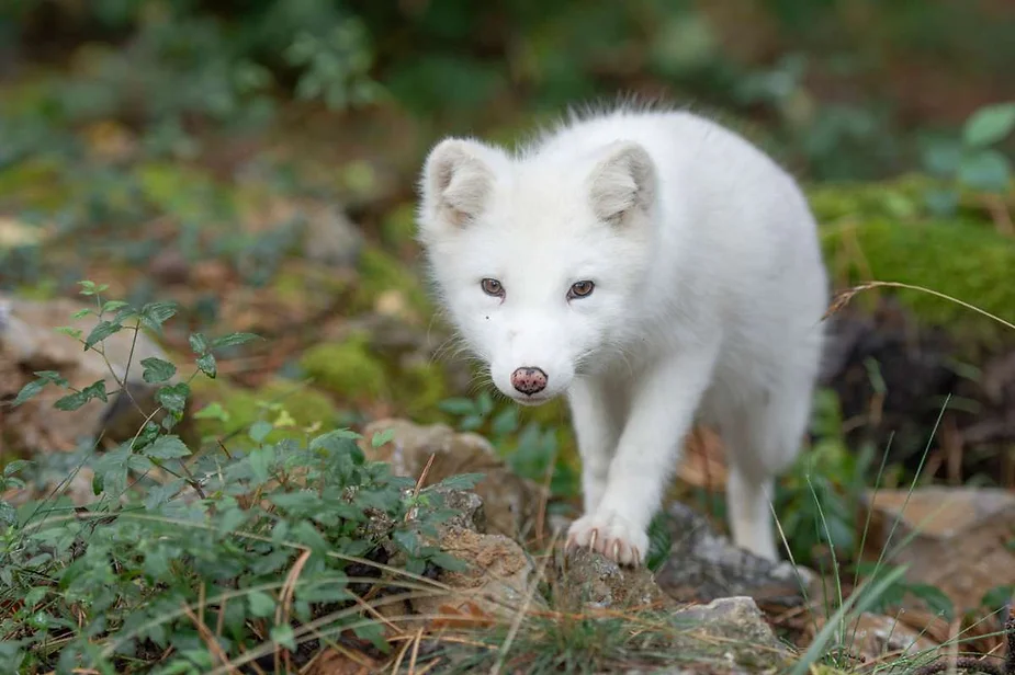 A white Arctic fox with a pink nose cautiously walks through a lush, green forest floor, blending into its natural surroundings.