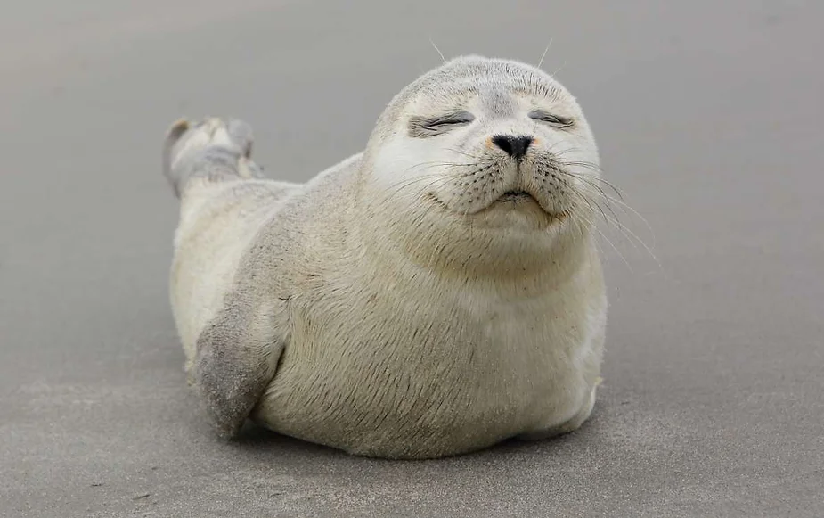 A seal pup with closed eyes, appearing content and relaxed, lying on a sandy beach.