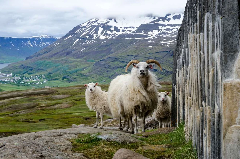 A group of Icelandic sheep, including a ram with curled horns, stands near a stone wall with a scenic backdrop of snow-capped mountains and a valley.