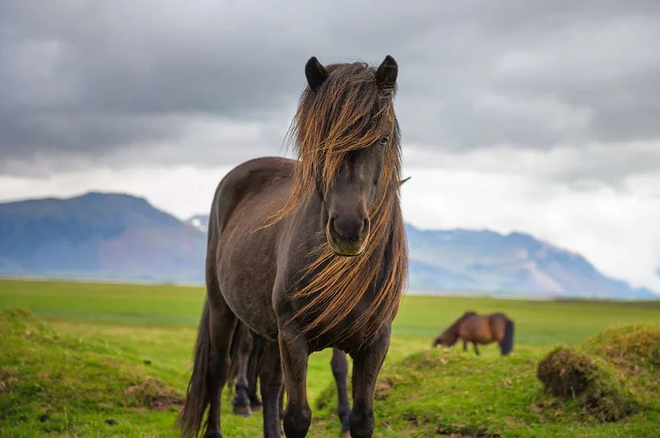 A black Icelandic horse with a flowing mane stands in a green meadow, with mountains and a cloudy sky in the background.