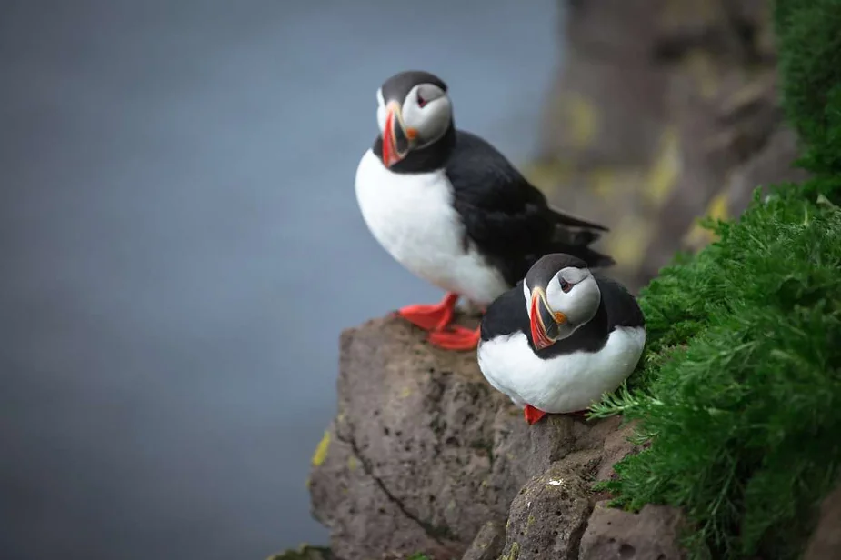 Two puffins standing on a rocky cliffside, with one puffin looking downward and the other gazing outward, against a blurred natural background.