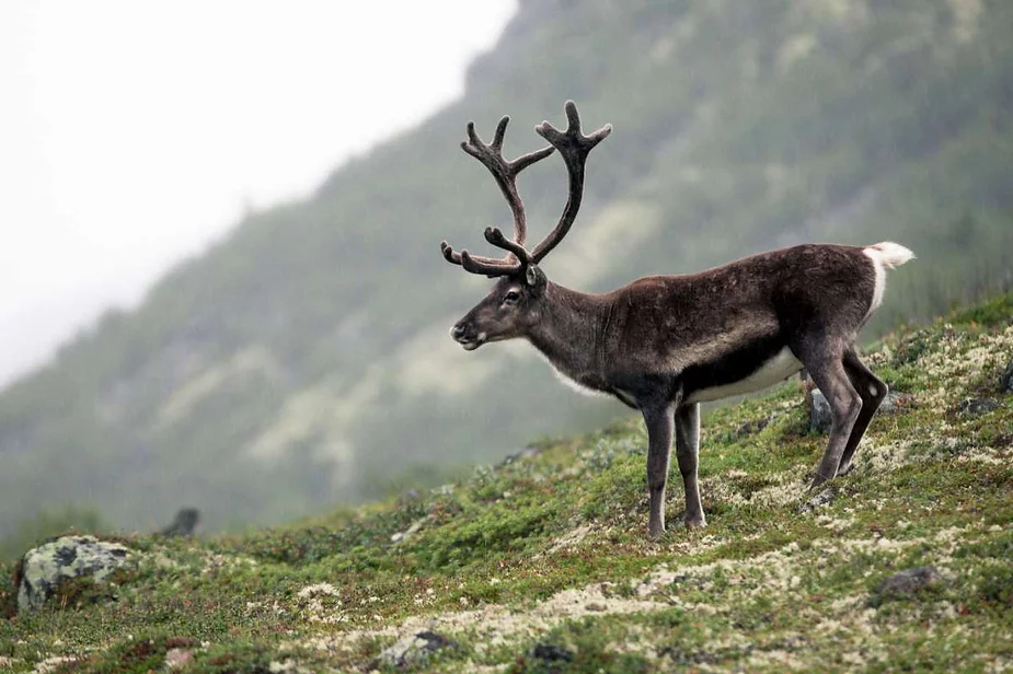 A reindeer with large antlers stands on a grassy slope, with a misty, mountainous background.