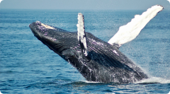 Whale watching Image