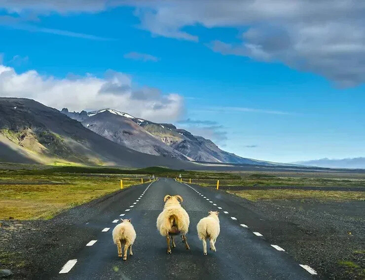 Trois moutons marchant tranquillement sur la route islandaise avec un paysage montagneux en arrière-plan.